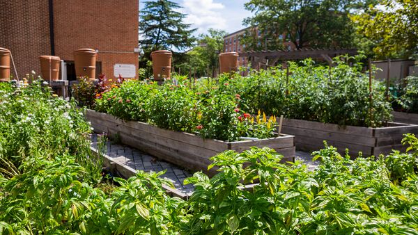 garden