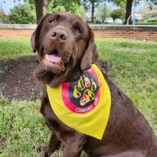 Univ of Maryland Police Dept police dog