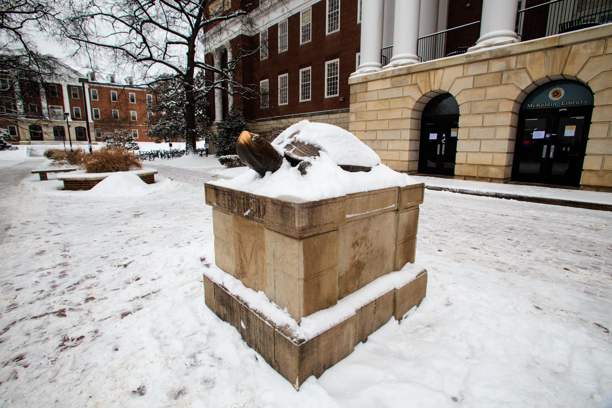 Testudo covered in snow